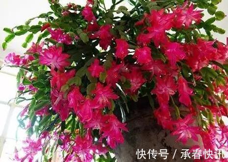 嫁接、盆栽蟹爪兰该注意什么2步管理到位,茎叶嗖嗖花开不停