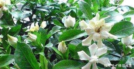 栀子花的叶斑病有哪些危害，又该怎么防治