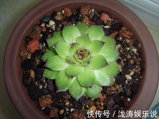 这4种盆栽,简单漂亮好养活,新手也可从1棵养到10棵,阳台放不下