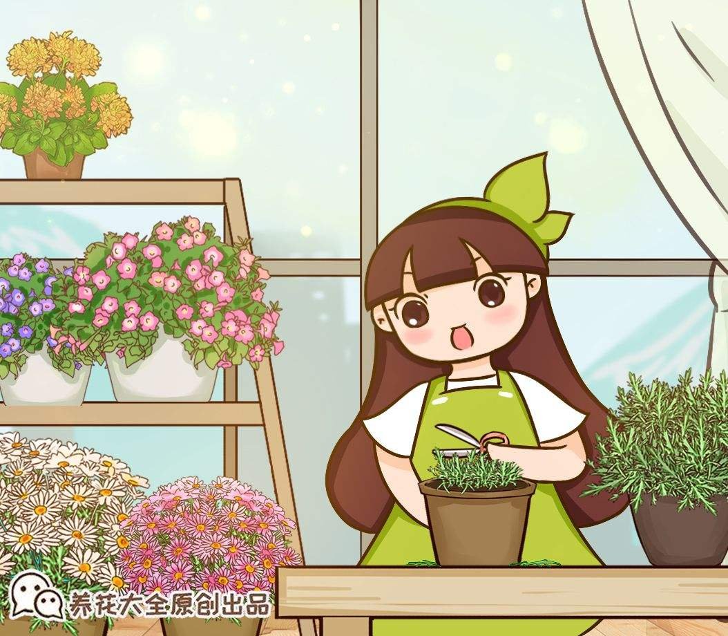 修剪|养长寿花，抓住最后的打顶时机，再晚今年不开花