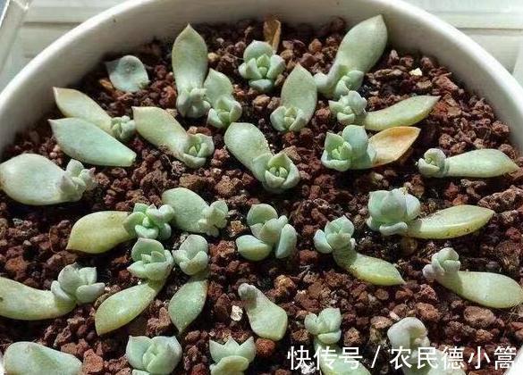 叶插|多肉扦插这样操作成活率高,很快就能长出根
