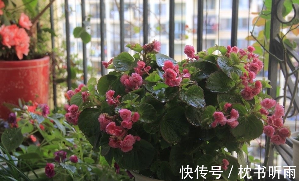 封闭阳台养啥花?这款很不错,花叶俱美,打理简单,冬天也有花看