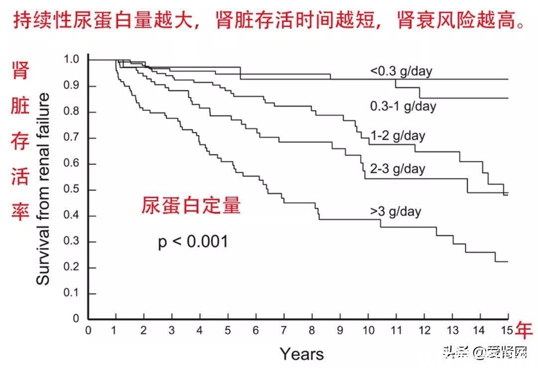 肾脏病|患了肾病，多久会尿毒症？这类肾病最快会毒