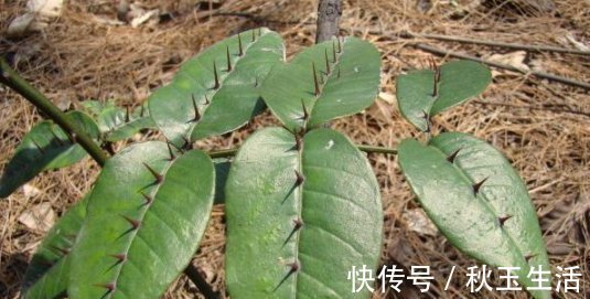 两面针|它碰不得也摸不得，常长在路旁，别嫌弃，目前30元一斤