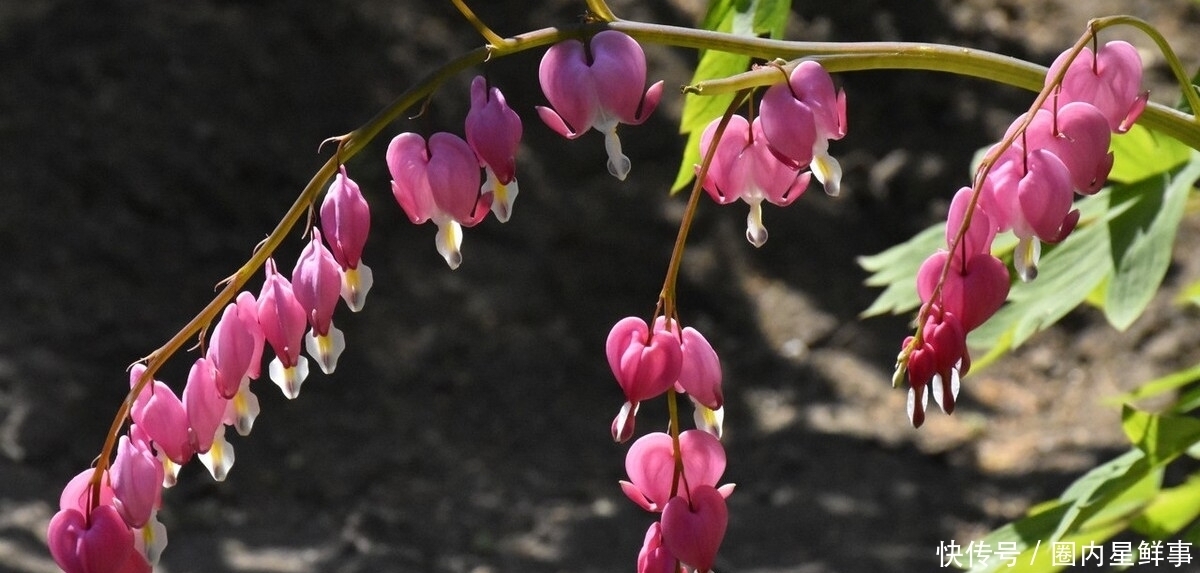 花草|5种花草栽进院子里,帮你打造出四季有花赏,时时有花香的小花园