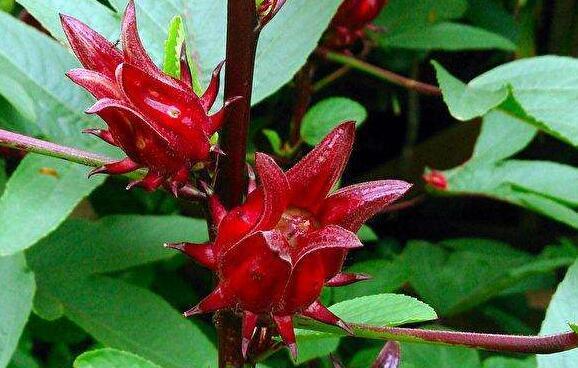 喜欢养花,不如养盆洛神花,开花爆盆很简单,花还美丽