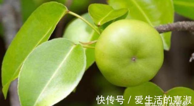 金皮树|认识植物界的“六大毒树”,看到“绕道走”,涨知识不吃亏