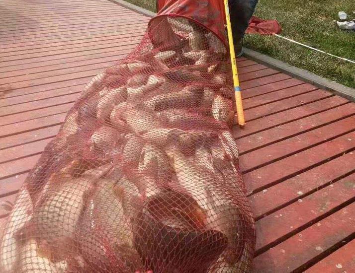 2020冬季如何钓鲤鱼,这些是钓鲤鱼技巧好方法