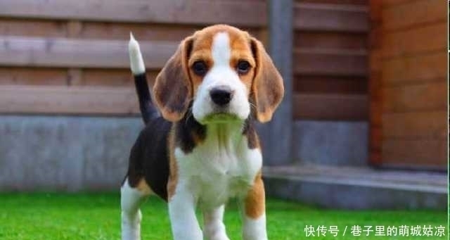 忠诚|12种最忠诚的狗,排第一的狗狗估计没有人不认识!