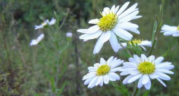 小知识|乡下随处可见的“马兰花”,功效十分多,为败毒抗癌的良药