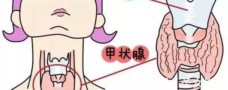 葛根|香菜真的能恶化甲状腺结节?听医生解释,常喝一草根水,结节消散