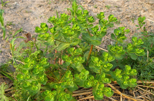 野花野草|农村有种野草,用手掰能出“牛奶”,小孩经常玩,却不知价值很高