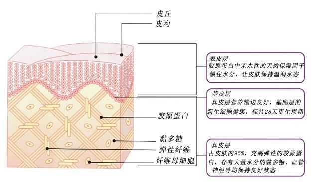 护肤 关注护肤养肤的人一定要了解胶原蛋白肽和弹性蛋白肽