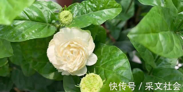 小技巧|茉莉花都养不活快学3个“小技巧”,生长开花不间断,满屋飘香