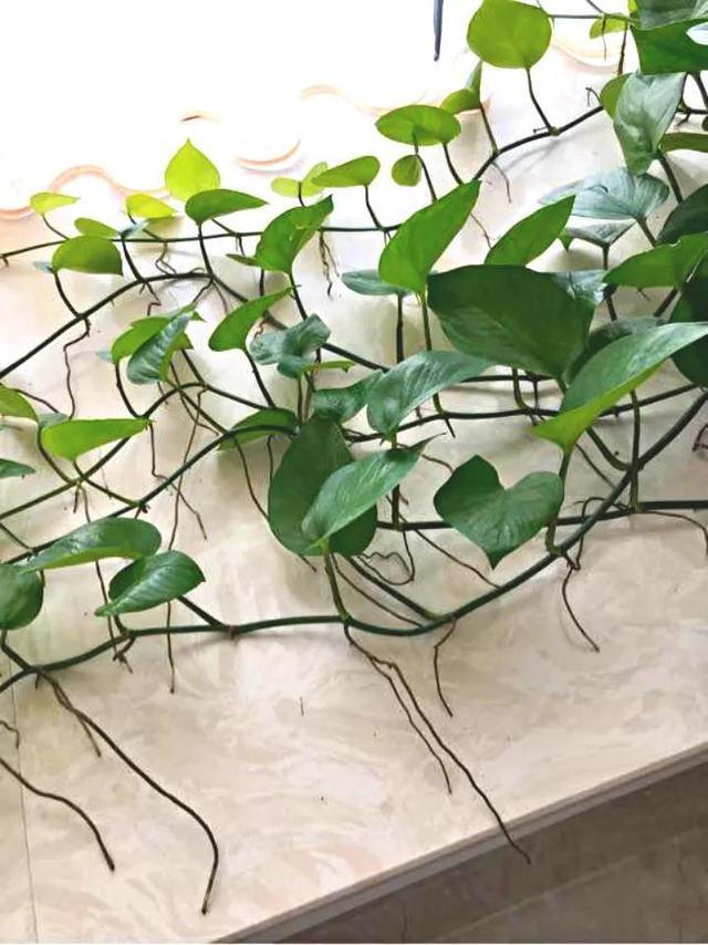 绿萝长气根“别乱剪”,找对原因“用对肥”,半年长到2米