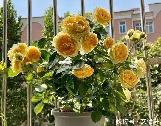 品种|100个月季品种，千姿百态，每个都很漂亮，图名并茂，值得收藏