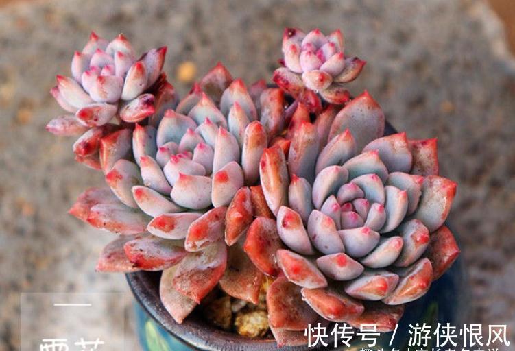 霜降说霜花，霜叶红于二月花——易红易爆盆的多肉霜花，养过否？