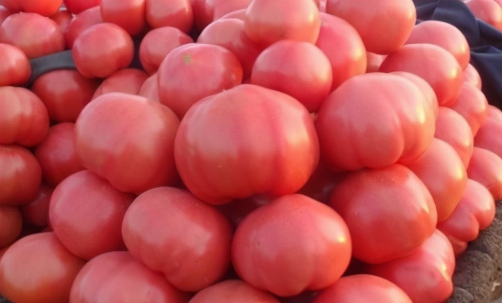 西红柿打不打激素看一眼这里就知道，包你买到不打激素番茄