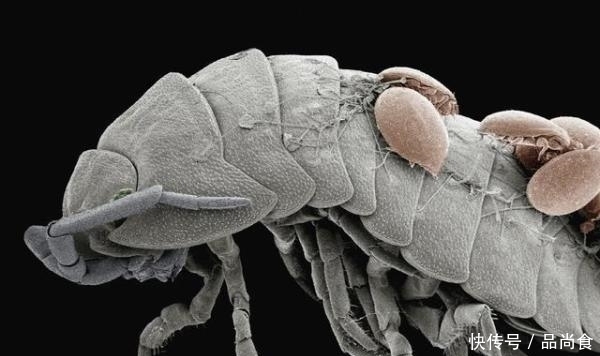 尘螨|床上螨虫太多?教你3个不要钱的“土法子”, 把螨虫“赶尽杀绝”