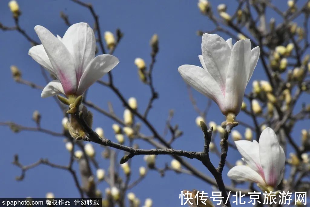 写真|提前收藏！京城早春赏花地图第一波，下个月就出发~