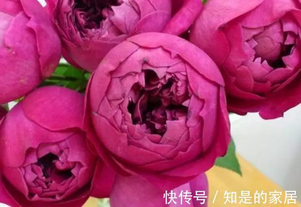 伊芙|一朵花开满院飘香,这款月季真的太香了