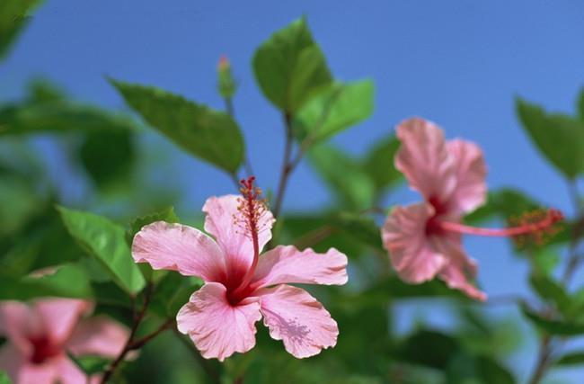 4种花，花期很长，养在家里细心呵护，才能开得更美