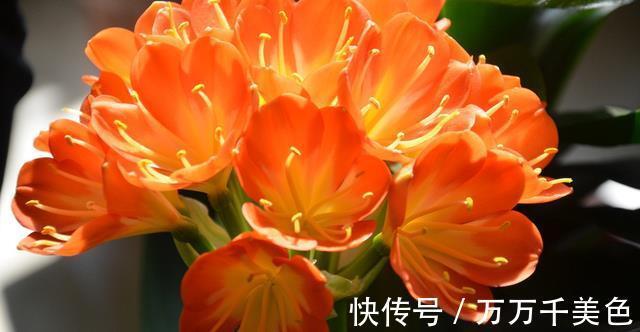 花卉|入秋后,这些花要早点进行翻盆换土的工作,才能叶绿根壮长势旺