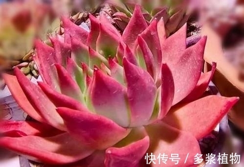 扦插|多肉繁殖,教你2个方法,新芽侧芽一起长,一盆变多盆!