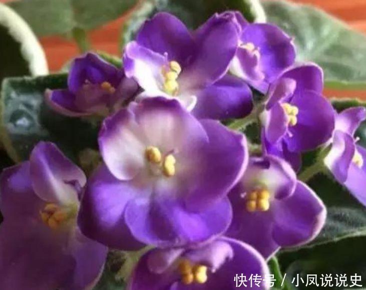 4种女神花,名字好听花更美,花色繁多易爆盆,娇艳欲滴