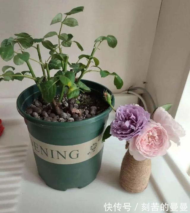 这些九月容易“饿”的花,多晒太阳,施对肥,开出碗大的花