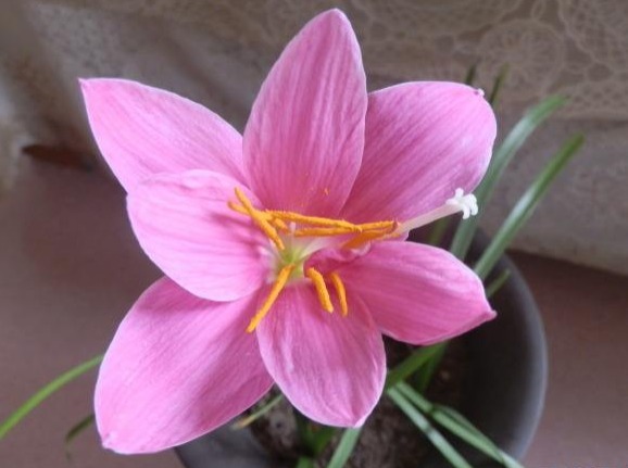 家里喜欢养花,此款花卉一年四季开花,花艳易爆盆,开花一簇一簇