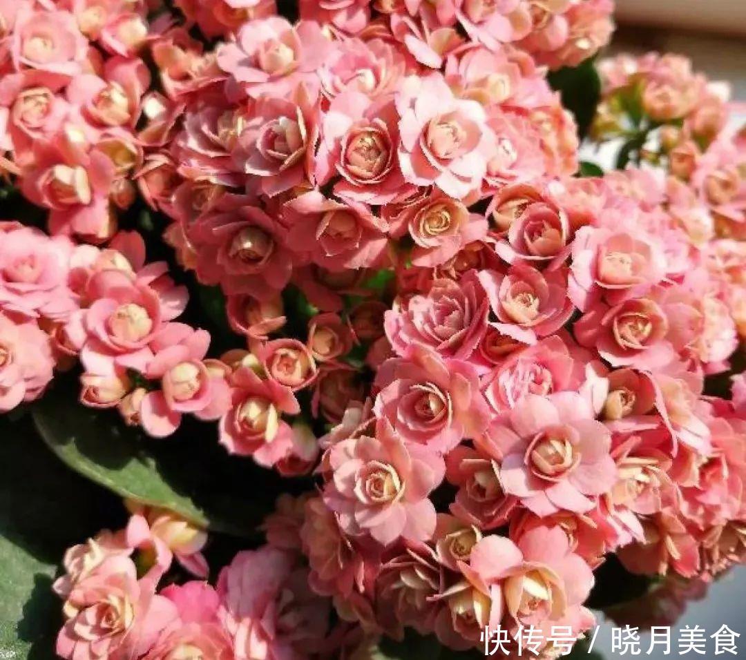 养花技巧:长寿开花不过瘾,学会1招,让它爆开1000朵