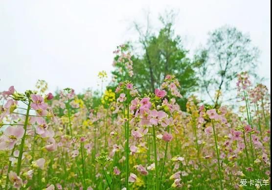 平阳怀溪七彩油菜