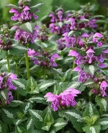 10种出彩的庭院地被花儿，最适合的才是最好的