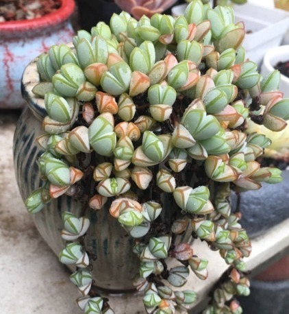 小珠子|这些多肉可以吊起来养,超级好养活,放在阳台上养如瀑布般绚丽