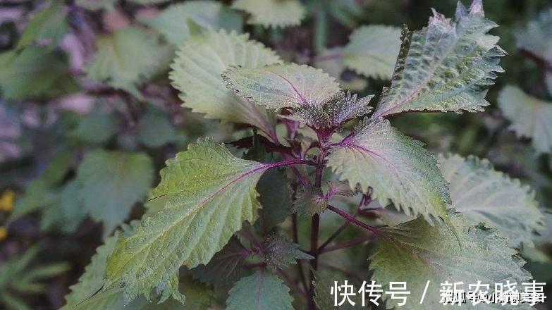 叶子|农村里一种野草,制作泡菜是一绝,在韩国成7000元一斤“奢侈品”