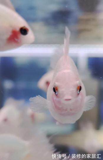 冬天的萝卜是个宝!教你个新做法,爽脆鲜嫩,全家老少都爱吃!