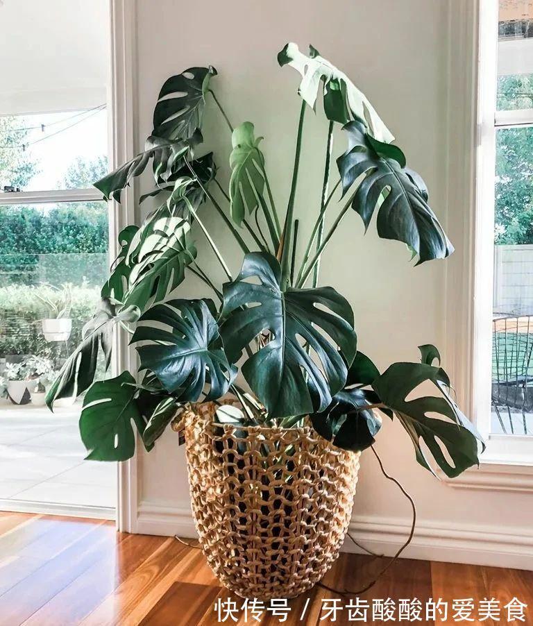 养花就养心,5种“长寿命”花,最适合老人养,健康又长寿