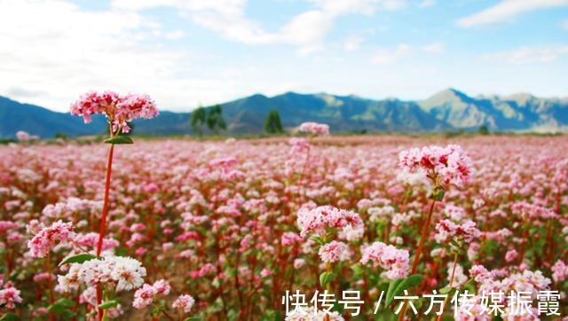 山谷|「阿觉诗」遗世山谷的荞麦花海