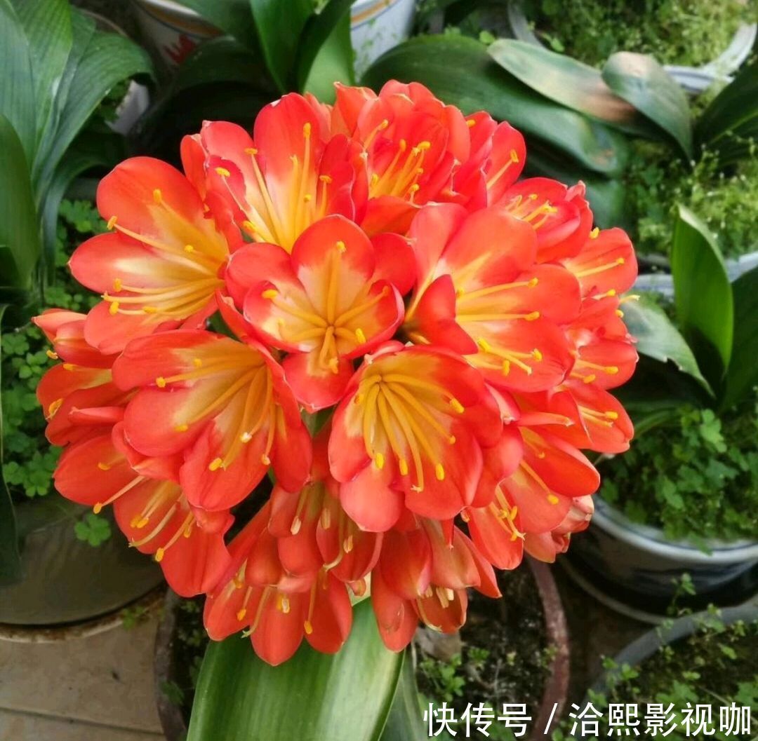 营养|君子兰谢花后,花箭修剪两绝招,营养回流复花率倍增,一直剪错了