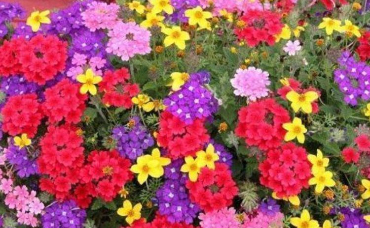 阳台最适合养的4种花,一年四季开花不断,阳台开成花海!