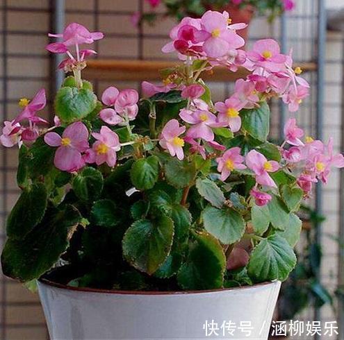 四季海棠养一盆,最擅长开花,注意这几点,开花不间断