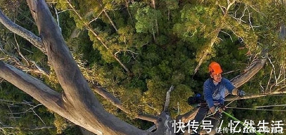 树木|它是世界上最高大的树，全身都是宝贝，然而国内不准种！