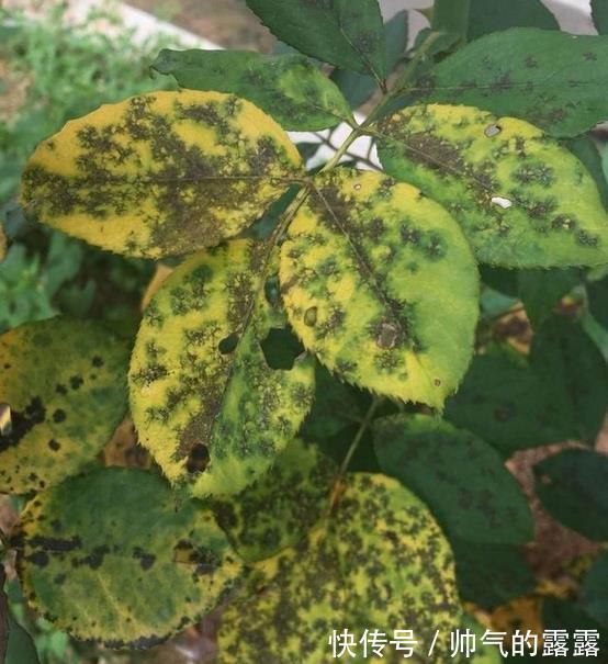 当下月季花管理，“三害一肥”是重点