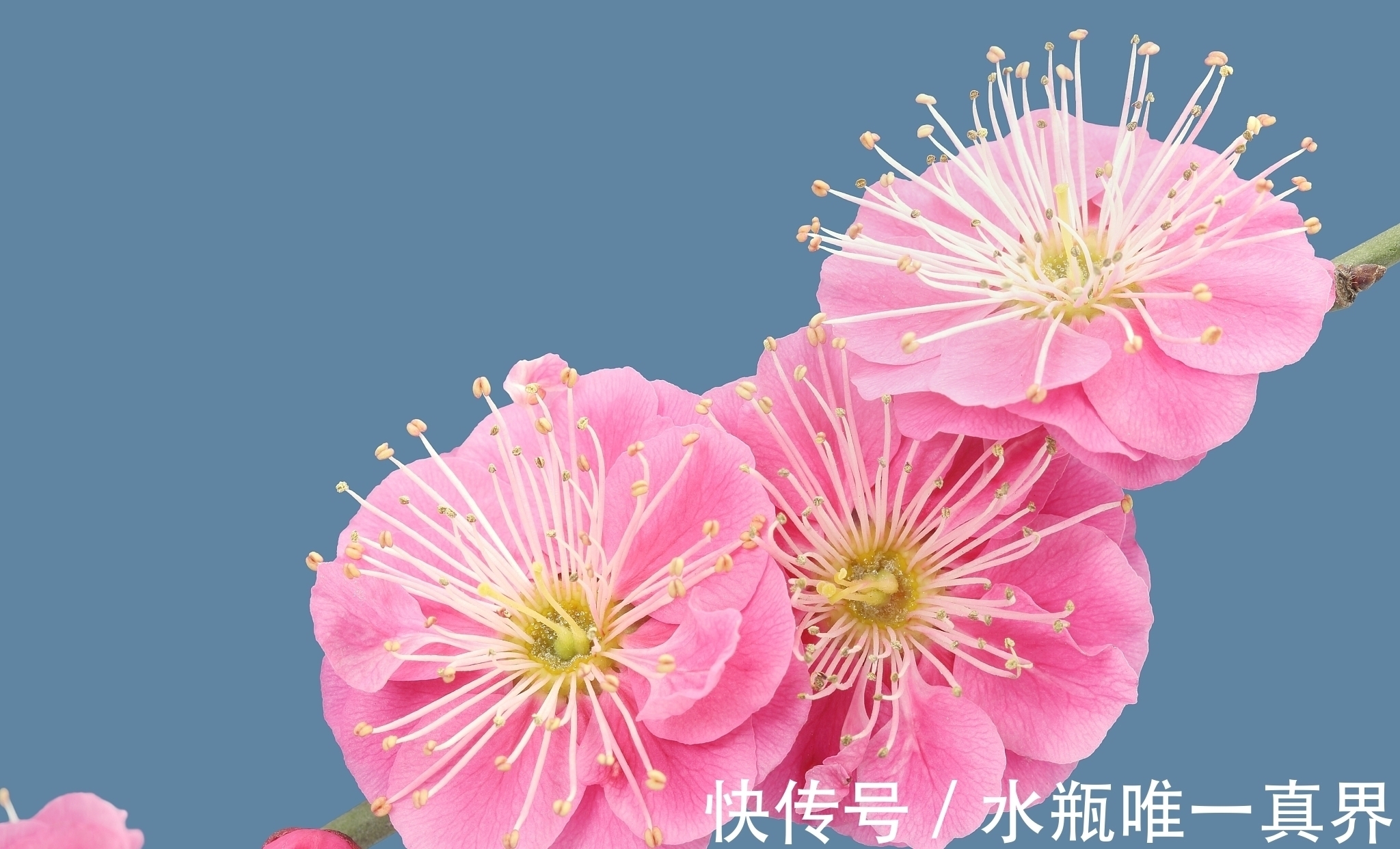 孤篇#有些诗人只有一首诗流传下来,这些诗人中最著名的是哪10位?