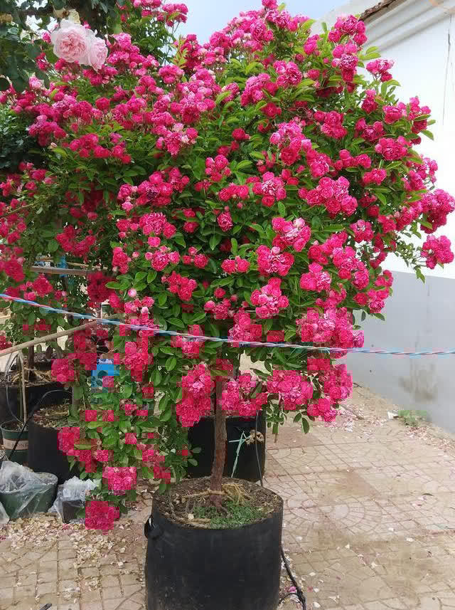 春天养花，必备5种“小东西”，简单有条理，养花一级棒