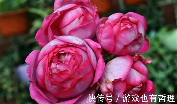 花朵|30个浓香月季品种,你喜欢哪一种养一棵满院飘香!