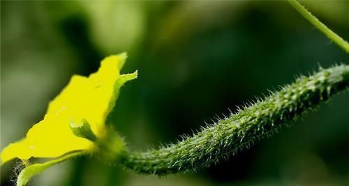延缓衰老|对身体很好的3种食物,坚持每天吃一些,排毒养颜、延缓衰老