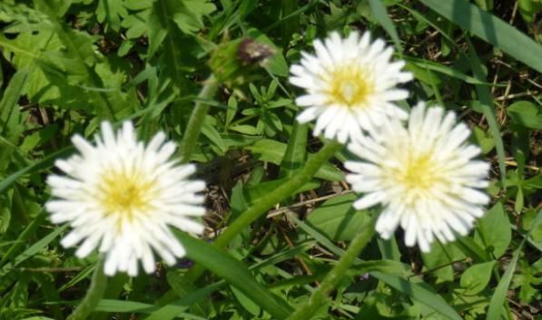 蒲公英被称为“神仙草”，泡水喝却有3大禁忌，喝错反而伤身体