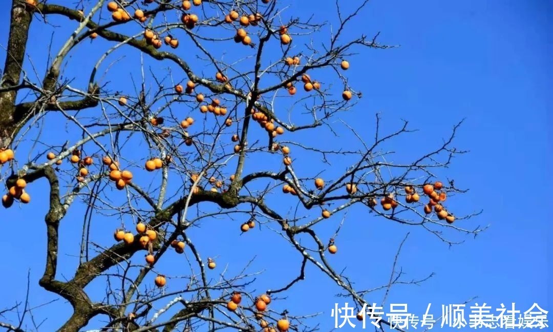 红叶|柿”外桃源｜这里到处挂满了“红灯笼”，愿您“柿柿如意”